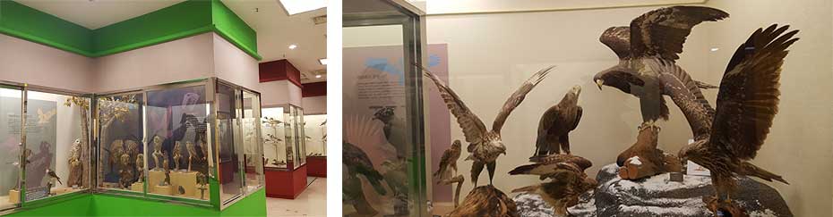 Kyungsung University Bird Museum 이미지