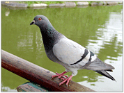 Bird of Nam-gu: Dove