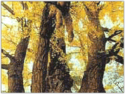 Tree of Nam-gu: Ginko Tree