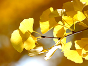 Tree of Nam-gu: Ginko Tree