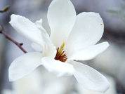 Flower of Nam-gu: Magnolia