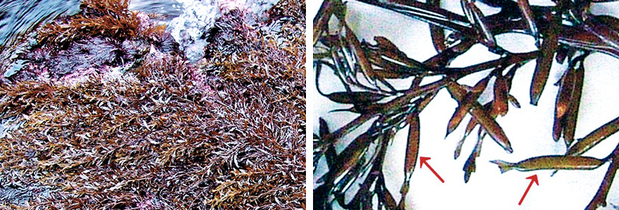 갈조류 모자반류 Sargassum spp.