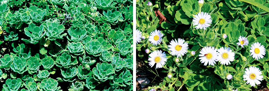 국화科 해국 Aster spathulifolius