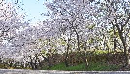 황령산 진달래 벚꽃 썸네일
