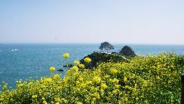 오륙도 유채꽃 전경 썸네일