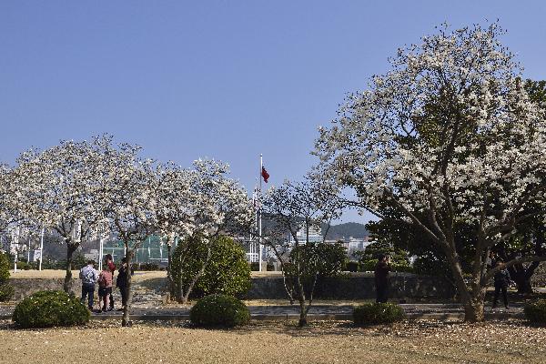 [봄] 유엔기념공원의 봄 1의 파일 이미지