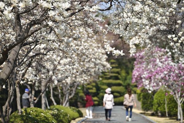 [봄] 유엔기념공원의 봄 1 썸네일