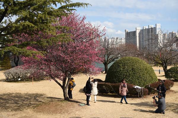 유엔기념공원 홍매화 썸네일